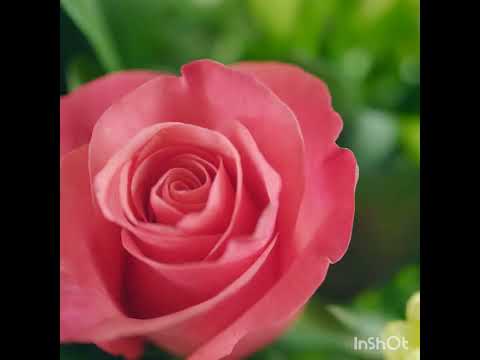 В ожидании лета....