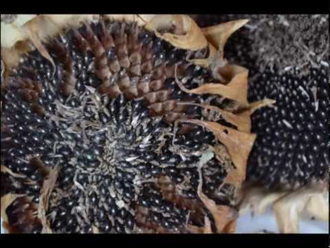 Webinar: Saving Seeds from Flowers