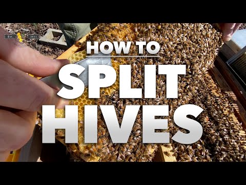 How to Split a Hive | Step-by-step tutorial from a Beekeeper [Beekeeping 201] - SPRING 2022