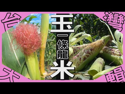 《台灣大輯》【玉米水煮健康吃  美味密碼847 / 玉米世家家傳味  "炒玉米"養出保鑣兩兄弟 / 紅鬚玉米筍  拇指粗最佳 / 有鬚可吃必須吃  3C中毒者救星】台灣第一等