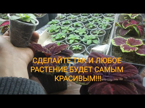 ПОСМОТРИТЕ И ВЫ ВЫРАСТИТЕ САМУЮ КРАСИВУЮ АМП.ПЕТУНИЮ!!! ВСЁ ПОДРОБНО О ПОДКОРМКАХ!!!
