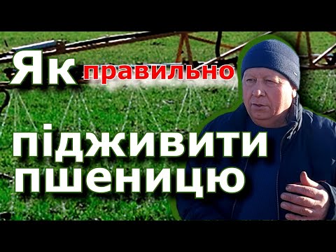 Підживлення азотом пшениці навесні.