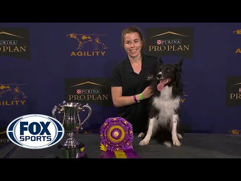 WATCH: Best of 2021 Masters Agility Championships from Westminster Kennel Club | FOX SPORTS