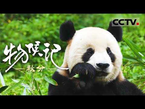 《物候记》秋分：青藏高原秋意浓 阳光下河流如生命之树般绽放【CCTV纪录】
