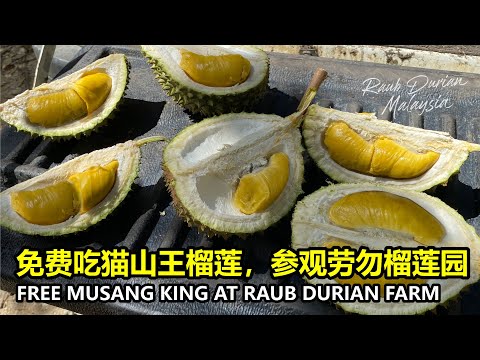 FREE DURIAN - MusangKing, Blackthorn, Kampung Durian at RAUB Durian Farm | 免费任吃猫山王榴莲！参观劳勿榴莲园详细解说！
