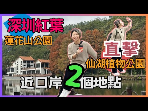 深圳紅葉 近口岸 仙湖植物園 蓮塘口岸  蓮花山公園|年宮站 福田口岸附近 | 落羽杉 | 實時拍攝 期間限定｜深圳半日遊｜ 深圳公園｜深圳打卡點｜2025深圳好去處【星星帶團】