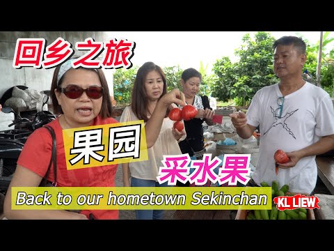 回乡之旅果园采水果,傍晚时段看看海吹吹海风欣赏日落.Back to our hometown Sekinchan