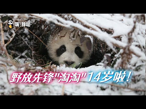 淘淘野放12年：成功放归的第一熊，2岁野放，12年山野生活，如今14岁当上外公