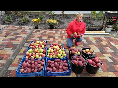 137. Сбор яблок. Уборка огорода. Покупка генератора.