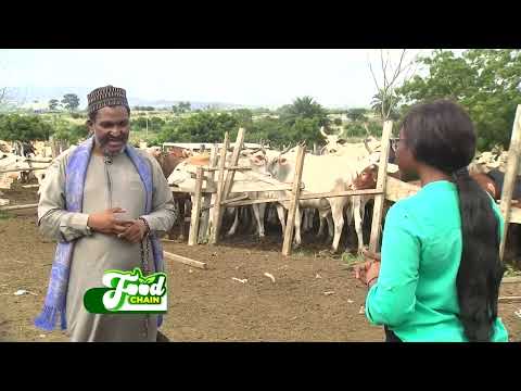 Cattle Farming in Ghana - Food Chain with Emma Davies on JoyNews
