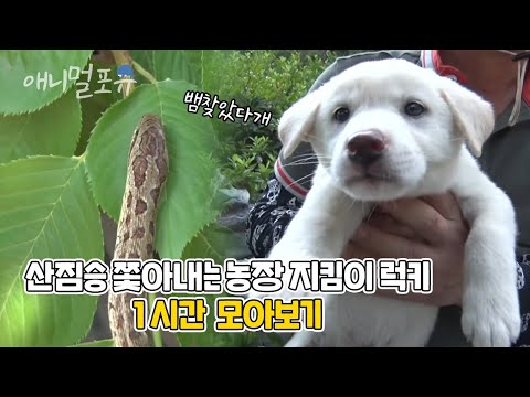 진돗개가 사랑받는 이유?! 엄마 아빠를 위해서 뱀을 찾아준 천재견 럭키 모아보기🐶 | 마지막화까지 풀버전! | KBS 단짝 2015 방송
