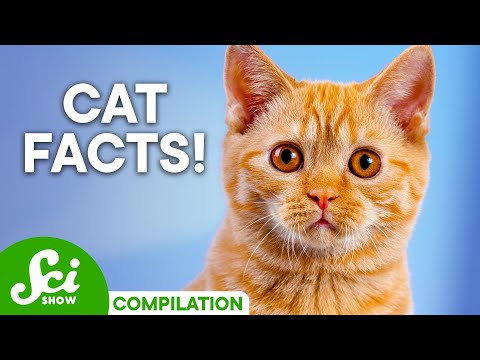 Why Do Cats Do That? Baffling Cat Questions Explained!
