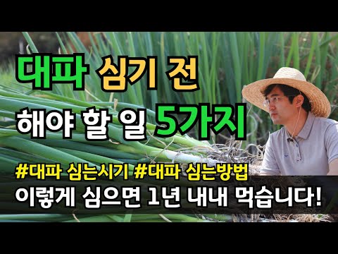 When to plant green onions, how to plant them, when to sow green onion seeds