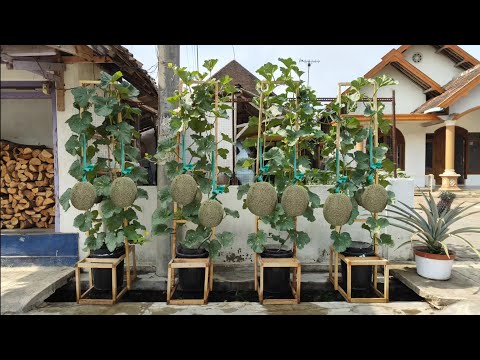 cara menanam melon dipot supaya berbuah lebat || how to plant melons in pots