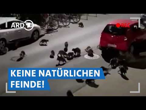 Raccoon plague in Germany? How urban hunters are tackling the invasive species 🦝 | SWR Market Check