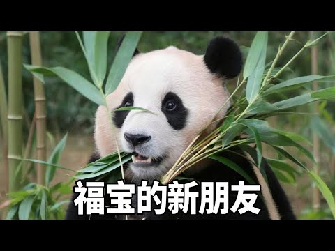 玲琅凭借自己的超高魅力,成功引来福宝的注意,对于这只和自己一样调皮的大熊猫福宝表示很有兴趣!