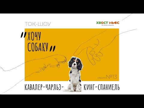 Ток-шоу «Хочу собаку». Кавалер-Кинг-Чарльз-Спаниель — плюсы и минусы породы