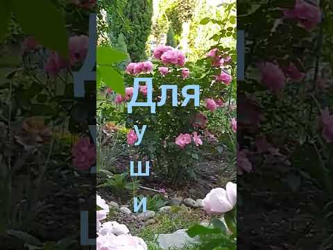 Загляните в мой сад