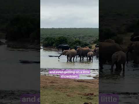 A Wild Self-Drive Safari in Addo Elephant Park