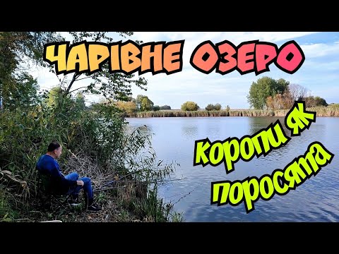 РИБОЛОВЛЯ НА ГАРНОМУ ОЗЕРІ \ ЗБИРАЄМО ГРИБИ І ГАРНО ВІДПОЧИВАЄМО НА ПРИРОДІ
