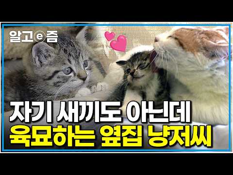 "아니, 친아빠가 아니라고요?!" 그루밍도 꼼꼼! 밥까지 양보? 집 나가는 어미냥 대신 아깽이 5남매 육묘하느라 지친 옆집 냥저씨｜고양이를 부탁해｜알고e즘