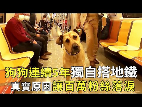 The yellow dog has crossed the Eurasian continent for 5 consecutive years and the local government