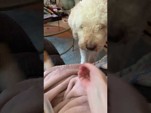 Funny Animals Videos 😂 - Funniest Cats and Dogs 😸🐶