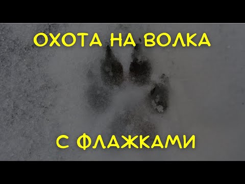Охота на волка во флажках