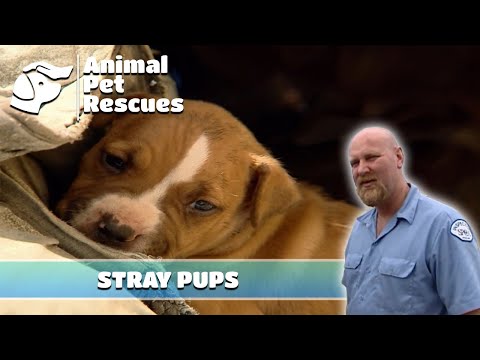 Dog Rescue to Save Emaciated Dog and Her Pups | Full Episode | Animal Pet Rescues