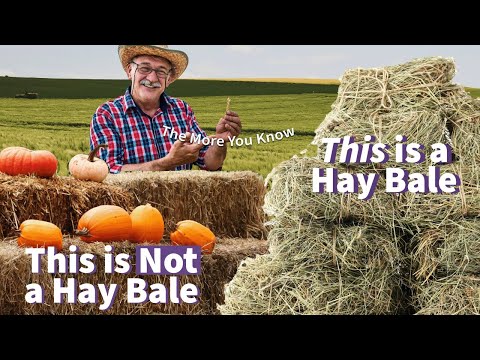 The Difference Between Hay and Straw 🤓 👝