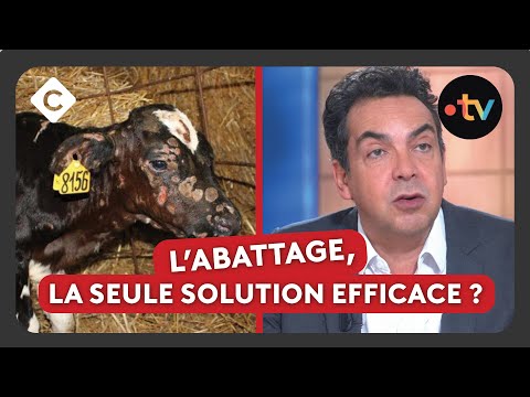 La dermatose nodulaire, qu’est-ce que c’est ? - L’édito de Patrick Cohen