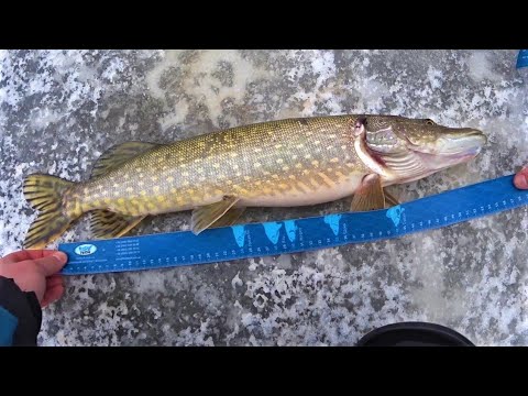 Catching Pike with Tip-ups by New Rules. Fishing in Ukraine