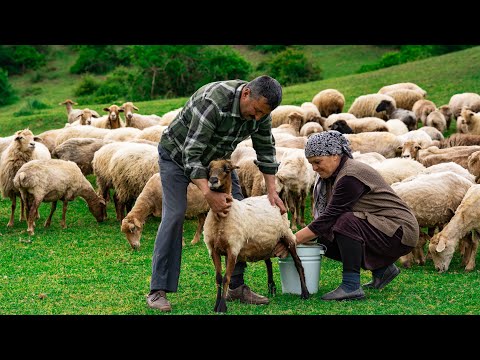 Crafting Authentic Caucasus Cheese with Fresh Sheep Milk