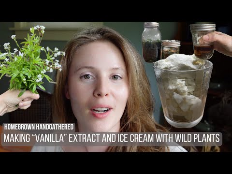 Homemade "Vanilla" Extract and Ice Cream with Foraged Plants!
