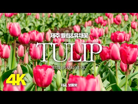 Tulip 4K - Nature Relaxation Film - Piano Music - 4K UltraHD