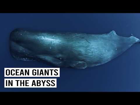 How Sea Giants Survive In The Deep Ocean