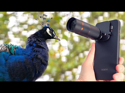 Oppo Find X9 Pro Photography Kit - Shooting wildlife with the Hasselblad teleconverter