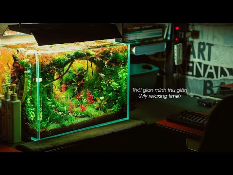 #5 Spring of forest | Desktop aquarium | 50P | Aquascape step by step
