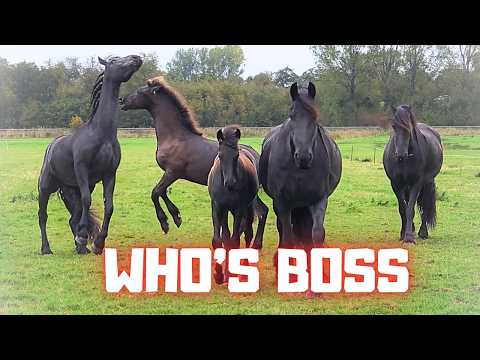 He’s In Love With His Mother… 😳🍉 Belle’s Swollen Legs & Teije Rein Takes Charge! | Friesian Horses