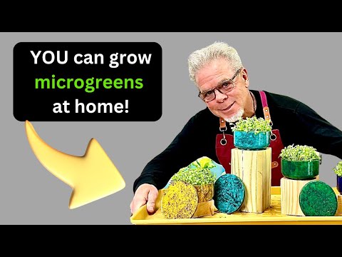 How To Make These Cement Microgreens Containers With An $8 Amazon Mold!