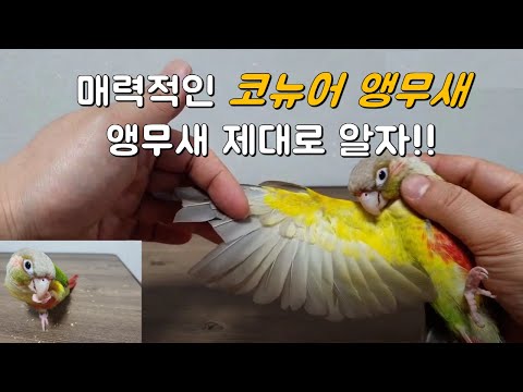 앵무새 코뉴어 소개(앵무새 분양), 신체구조 특징소개