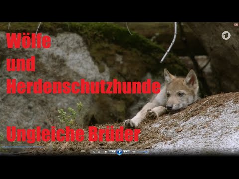 Wölfe und Herdenschutzhunde - Ungleiche Brüder