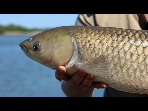 Grass carp fishing tips, tactics, bait, and lures! 2023 Adygea Championship