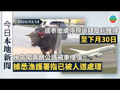 今日新聞重點：水牛闖青朗公路被車撞傷　據悉漁護署指已被人道處理｜國泰繼續停飛迪拜及利雅得航線至下月30日｜香港新聞｜無綫新聞｜TVB News｜2026/03/18