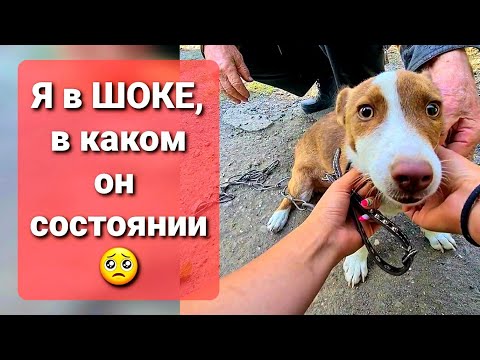 Проведала щенка, которого отдала в Добрые руки почти пол года назад.