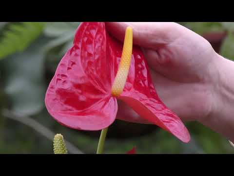 Антуриум (Мужское счастье)