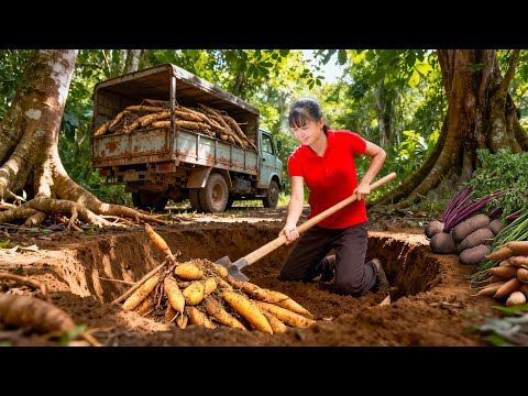 TIMELAPSE -- Inside the Harvest 1000Kg Wild Tuber & Preparing a Giant 200kg Wild Tuber Feast
