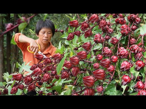 植物界的红宝石，神话般美丽的名字，红艳酸甜的洛神花果|Roselle【闽湖阿嬷Fujian Grandma】