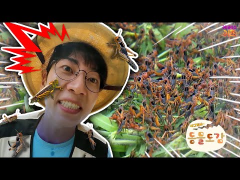 비상! 메뚜기 떼가 지구를 뒤덮었다?ㅣ메뚜기 떼의 습격ㅣ에그박사의 동물 도감ㅣKBS 251201 방송