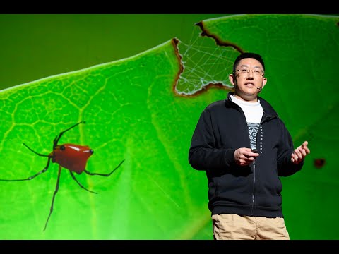 【一席】杨小峰:世界破破烂烂,蜘蛛缝缝补补